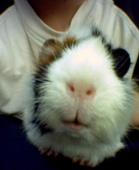My Guinea Pig and his name is ARNIE!!