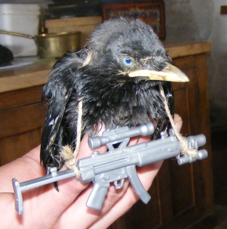 airsoft crow 4